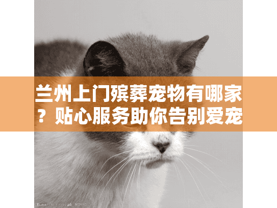 兰州上门殡葬宠物有哪家？贴心服务助你告别爱宠
