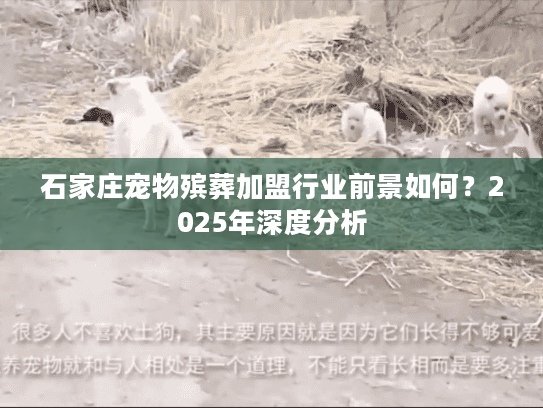 石家庄宠物殡葬加盟行业前景如何？2025年深度分析