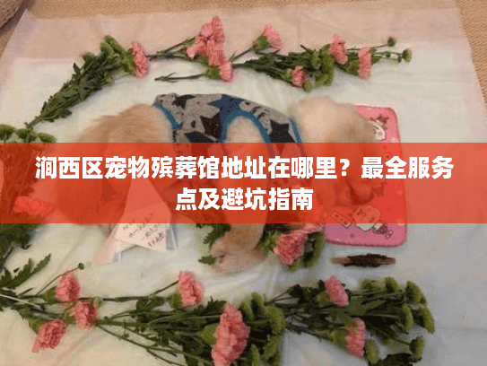 涧西区宠物殡葬馆地址在哪里？最全服务点及避坑指南