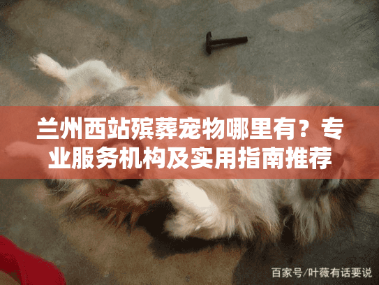 兰州西站殡葬宠物哪里有？专业服务机构及实用指南推荐