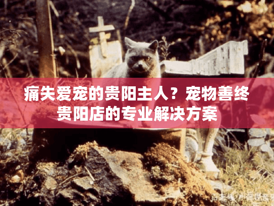 痛失爱宠的贵阳主人？宠物善终贵阳店的专业解决方案