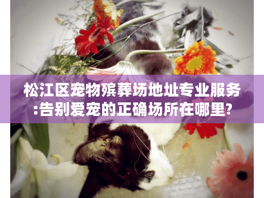 松江区宠物殡葬场地址专业服务:告别爱宠的正确场所在哪里?
