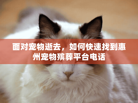 面对宠物逝去，如何快速找到惠州宠物殡葬平台电话