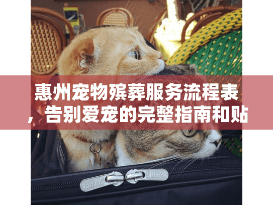 惠州宠物殡葬服务流程表，告别爱宠的完整指南和贴心步骤