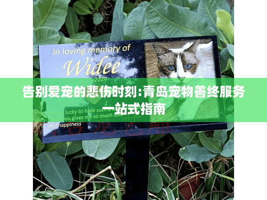 告别爱宠的悲伤时刻:青岛宠物善终服务一站式指南