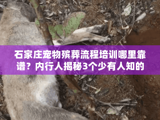 石家庄宠物殡葬流程培训哪里靠谱？内行人揭秘3个少有人知的实战技巧