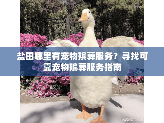盐田哪里有宠物殡葬服务？寻找可靠宠物殡葬服务指南