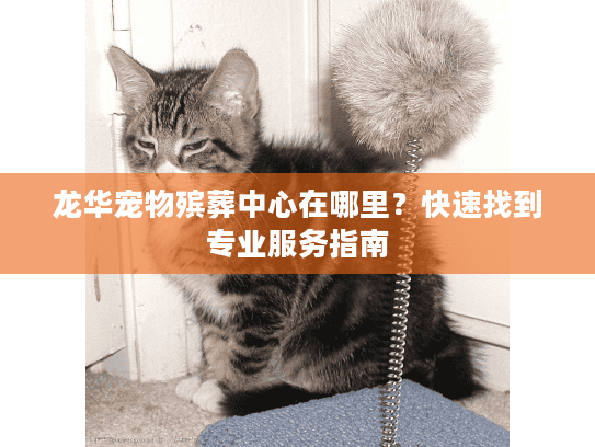 龙华宠物殡葬中心在哪里？快速找到专业服务指南