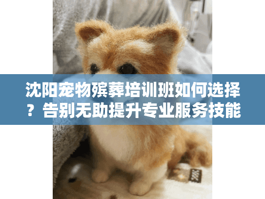 沈阳宠物殡葬培训班如何选择？告别无助提升专业服务技能