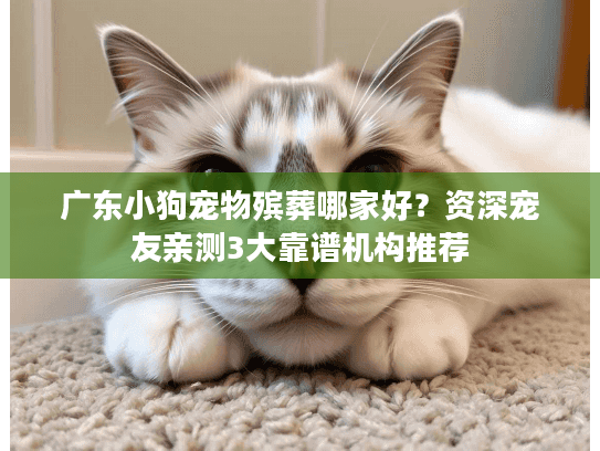广东小狗宠物殡葬哪家好？资深宠友亲测3大靠谱机构推荐
