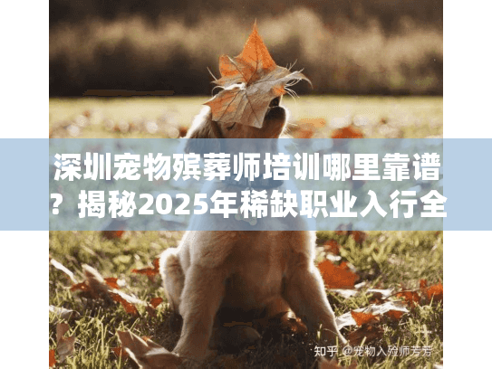 深圳宠物殡葬师培训哪里靠谱?揭秘2025年稀缺职业入行全流程 深圳宠物殡葬师培训哪里靠谱?揭秘2025年稀缺职业入行全流程