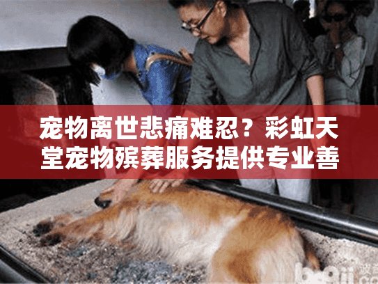 宠物离世悲痛难忍？彩虹天堂宠物殡葬服务提供专业善终解决方案