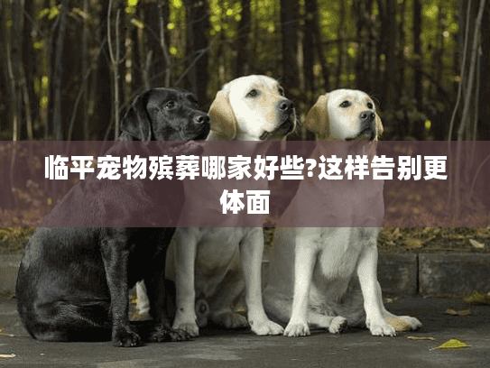 临平宠物殡葬哪家好些?这样告别更体面