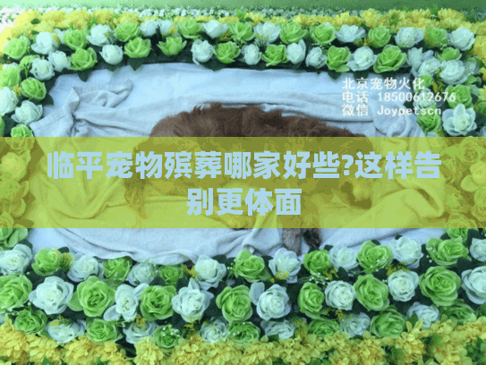 临平宠物殡葬哪家好些?这样告别更体面