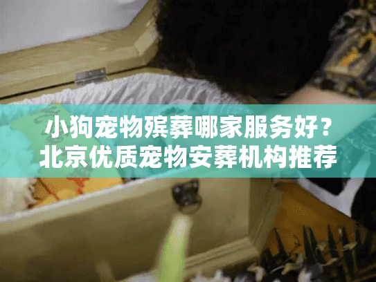 小狗宠物殡葬哪家服务好？北京优质宠物安葬机构推荐指南
