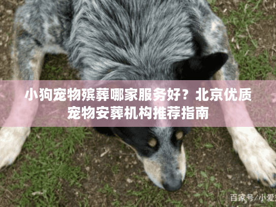 小狗宠物殡葬哪家服务好？北京优质宠物安葬机构推荐指南