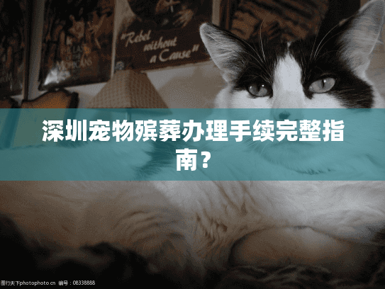 深圳宠物殡葬办理手续完整指南？