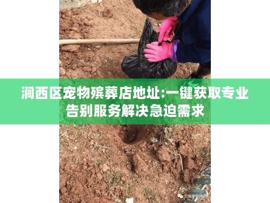 涧西区宠物殡葬店地址:一键获取专业告别服务解决急迫需求