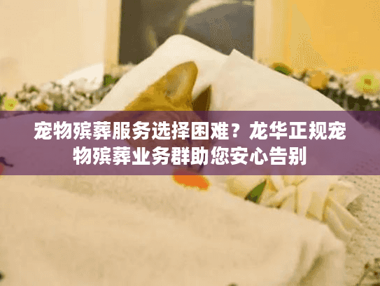 宠物殡葬服务选择困难？龙华正规宠物殡葬业务群助您安心告别