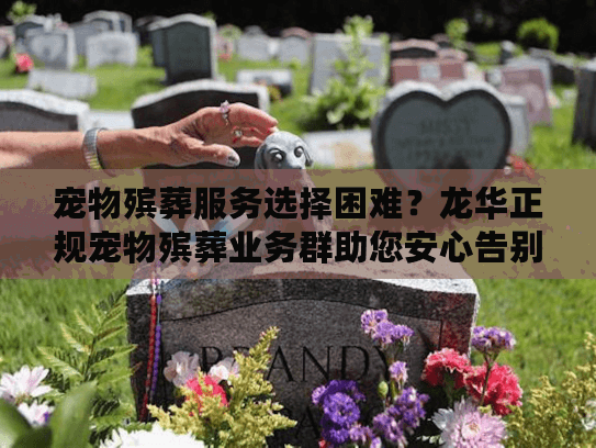 宠物殡葬服务选择困难？龙华正规宠物殡葬业务群助您安心告别