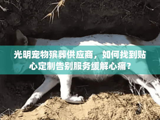 光明宠物殡葬供应商，如何找到贴心定制告别服务缓解心痛？