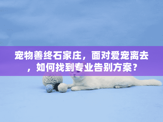 宠物善终石家庄，面对爱宠离去，如何找到专业告别方案？