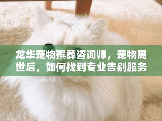 龙华宠物殡葬咨询师，宠物离世后，如何找到专业告别服务？