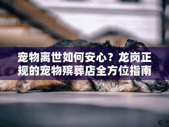 宠物离世如何安心？龙岗正规的宠物殡葬店全方位指南