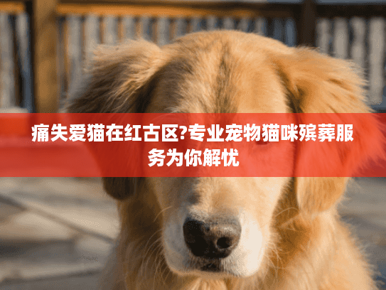 痛失爱猫在红古区?专业宠物猫咪殡葬服务为你解忧