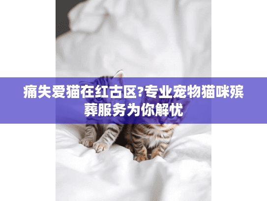 痛失爱猫在红古区?专业宠物猫咪殡葬服务为你解忧