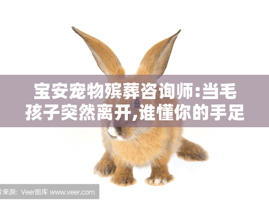 宝安宠物殡葬咨询师:当毛孩子突然离开,谁懂你的手足无措?