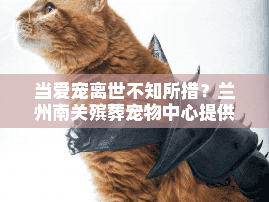 当爱宠离世不知所措？兰州南关殡葬宠物中心提供专业宠物善终服务