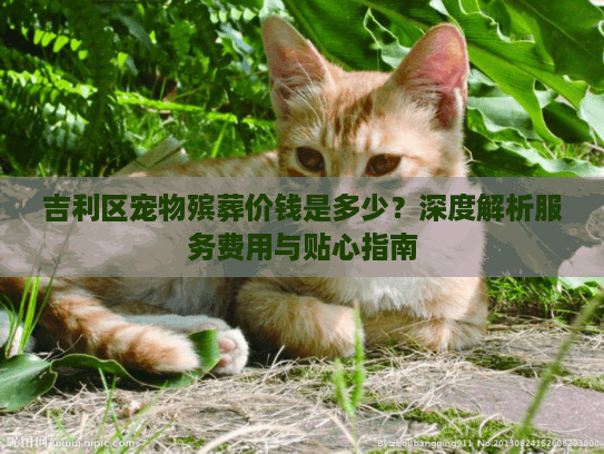 吉利区宠物殡葬价钱是多少？深度解析服务费用与贴心指南