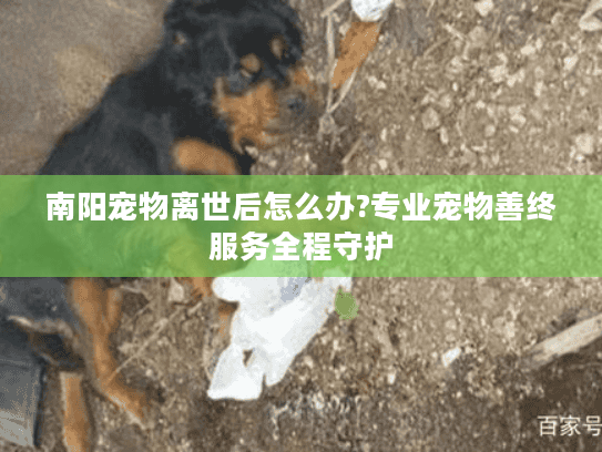 南阳宠物离世后怎么办?专业宠物善终服务全程守护
