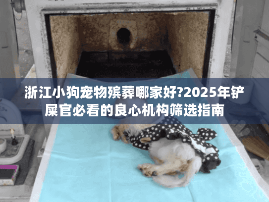 浙江小狗宠物殡葬哪家好?2025年铲屎官必看的良心机构筛选指南