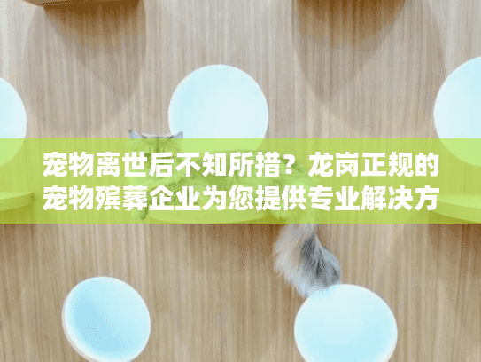 宠物离世后不知所措？龙岗正规的宠物殡葬企业为您提供专业解决方案