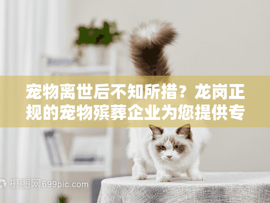 宠物离世后不知所措？龙岗正规的宠物殡葬企业为您提供专业解决方案