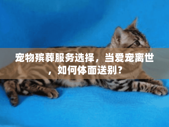 宠物殡葬服务选择，当爱宠离世，如何体面送别？