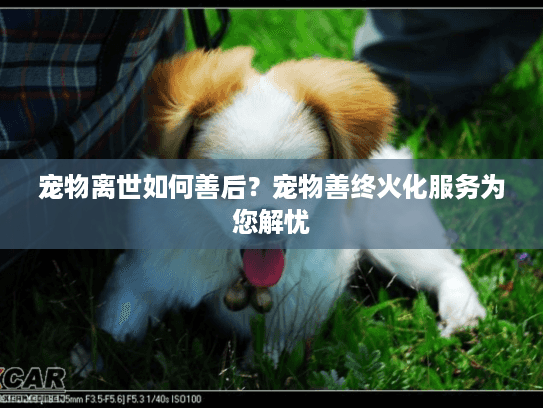 宠物离世如何善后？宠物善终火化服务为您解忧