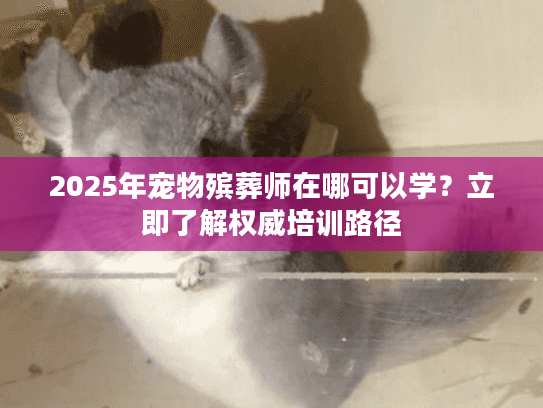 2025年宠物殡葬师在哪可以学？立即了解权威培训路径