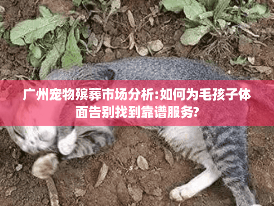 广州宠物殡葬市场分析:如何为毛孩子体面告别找到靠谱服务?