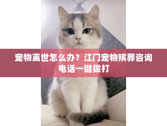宠物离世怎么办？江门宠物殡葬咨询电话一键拨打