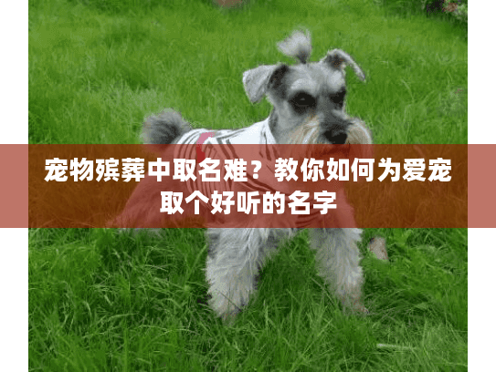 宠物殡葬中取名难？教你如何为爱宠取个好听的名字