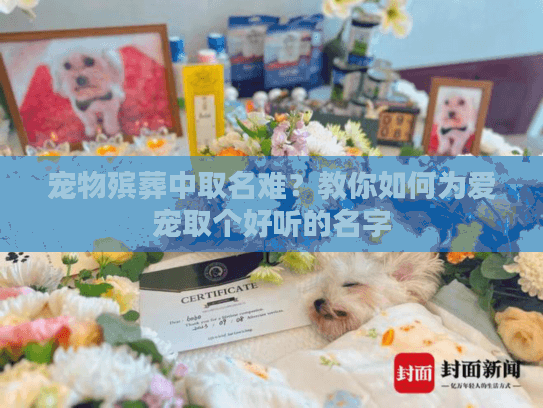宠物殡葬中取名难？教你如何为爱宠取个好听的名字