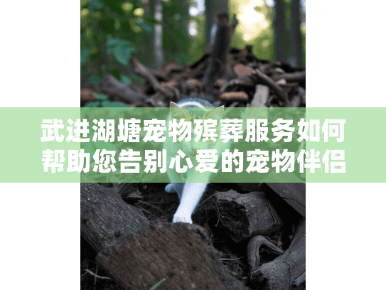 武进湖塘宠物殡葬服务如何帮助您告别心爱的宠物伴侣？