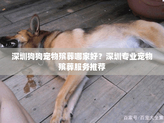 深圳狗狗宠物殡葬哪家好？深圳专业宠物殡葬服务推荐