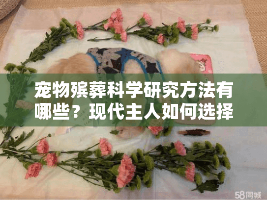 宠物殡葬科学研究方法有哪些？现代主人如何选择专业告别服务？