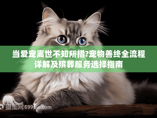 当爱宠离世不知所措?宠物善终全流程详解及殡葬服务选择指南