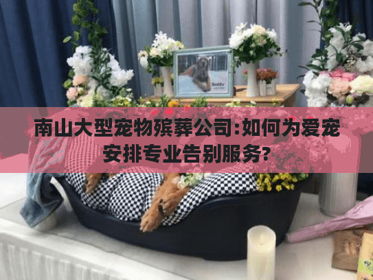 南山大型宠物殡葬公司:如何为爱宠安排专业告别服务?