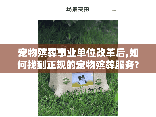 宠物殡葬事业单位改革后,如何找到正规的宠物殡葬服务?